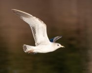 GullFlight-500.jpg