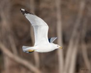 GullFlight-501.jpg