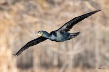 CormorantFlight-500.jpg