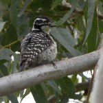 Woodpecker.jpg