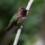Hummer.jpg