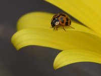 Ladybug.jpg
