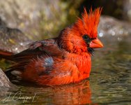 DSC_9878.jpg