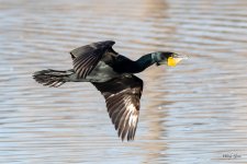 CormorantFlight-503.jpg