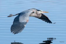 GBHFlight-503.jpg