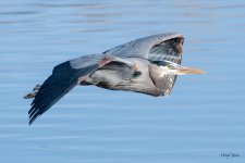 GBHFlight-504.jpg