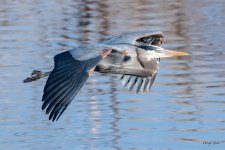 GBHFlight-505.jpg