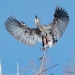 GBHLanding-500.jpg