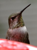 Hummer19.jpg