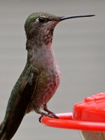 Hummer29.jpg