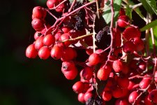 _ROY7143_00001.jpg