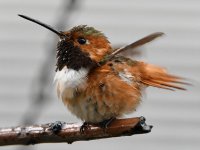 Hummer9.jpg