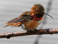 Hummer10.jpg