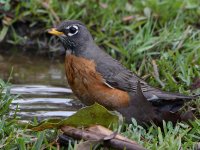 Robin4.jpg