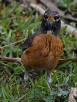 Robin6.jpg