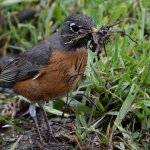 Robin12.jpg