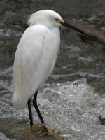 Egret2.jpg