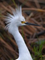 Egret5.jpg