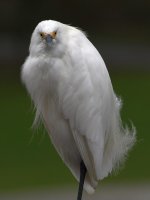 Egret9.jpg