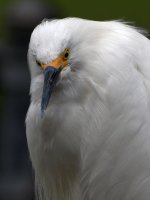 Egret21.jpg