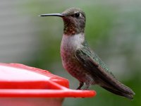 Hummer5.jpg