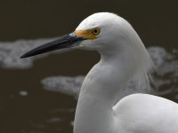 Egret7.jpg