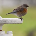 Bluebird.jpg