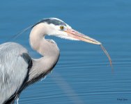 GBH-537.jpg