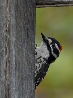 Woodpecker.jpg