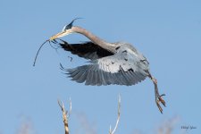 GBHFlight-530.jpg
