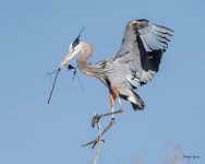 GBHFlight-531.jpg