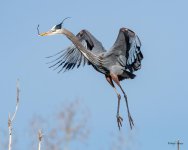 GBHFlight-532.jpg