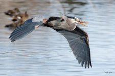 GBHFlight-535.jpg