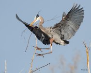 GBHFlight-537.jpg