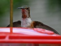 Hummer4.jpg
