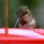 Hummer8.jpg