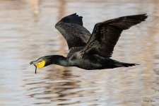 CormorantFlight-525.jpg