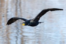 CormorantFlight-526.jpg