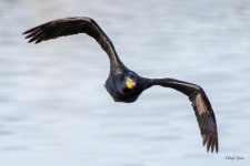 CormorantFlight-527.jpg