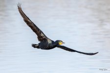 CormorantFlight-528.jpg