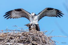 OspreyBreeding-500.jpg