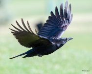 CrowFlight-500.jpg