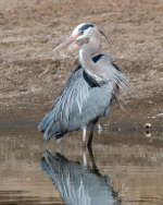 GBH-540.jpg