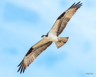OspreyFlight-500.jpg