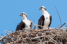 OspreyNest-515.jpg