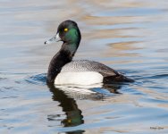 LesserScaup-525.jpg
