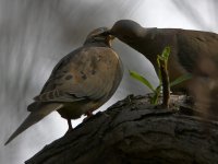 Doves.jpg