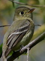 Flycatcher3.jpg
