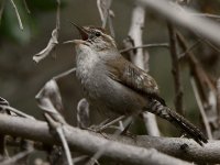Wren5.jpg