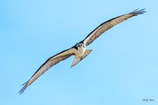 OspreyFlight-501.jpg